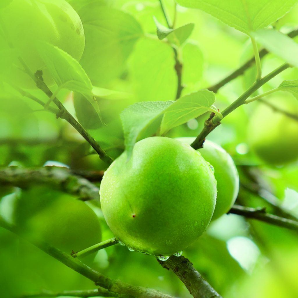 Green plum